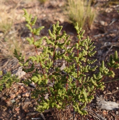 Cheilanthes sieberi (Rock Fern) at Campbell, ACT - 8 Jun 2020 by Kym