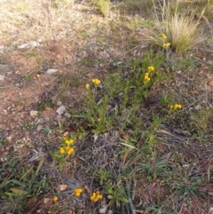 Chrysocephalum apiculatum (Common Everlasting) at Mount Ainslie to Black Mountain - 8 Jun 2020 by Kym