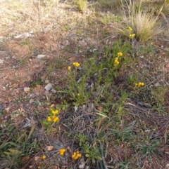 Chrysocephalum apiculatum (Common Everlasting) at Campbell, ACT - 8 Jun 2020 by Kym