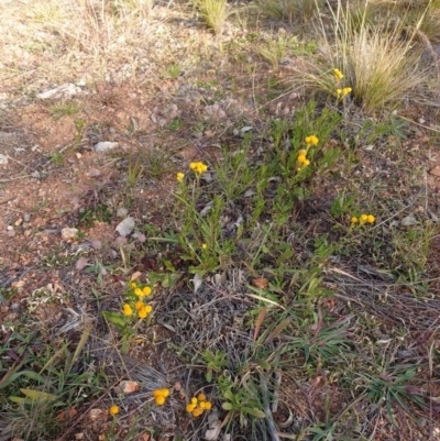 Chrysocephalum apiculatum (Common Everlasting) at Campbell, ACT - 9 Jun 2020 by Kym