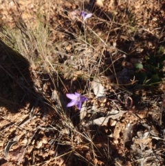 Wahlenbergia multicaulis (Tadgell's Bluebell) at Campbell, ACT - 8 Jun 2020 by Kym