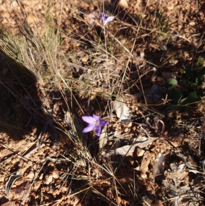 Wahlenbergia multicaulis (Tadgell's Bluebell) at Campbell, ACT - 8 Jun 2020 by Kym