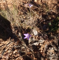 Wahlenbergia multicaulis (Tadgell's Bluebell) at Campbell, ACT - 8 Jun 2020 by Kym