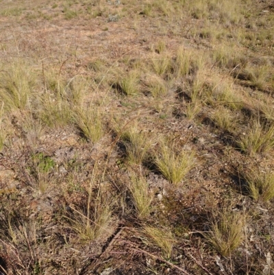 Austrostipa scabra (Corkscrew Grass, Slender Speargrass) at Campbell, ACT - 8 Jun 2020 by Kym