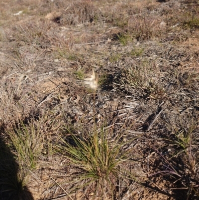 Rytidosperma sp. (Wallaby Grass) at Campbell, ACT - 8 Jun 2020 by Kym