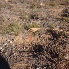 Themeda triandra (Kangaroo Grass) at Mount Pleasant - 8 Jun 2020 by Kym