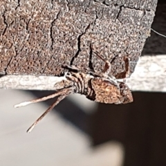 Platybrachys sp. (genus) (A gum hopper) at Wallaga Lake, NSW - 8 Jun 2020 by JoyGeorgeson