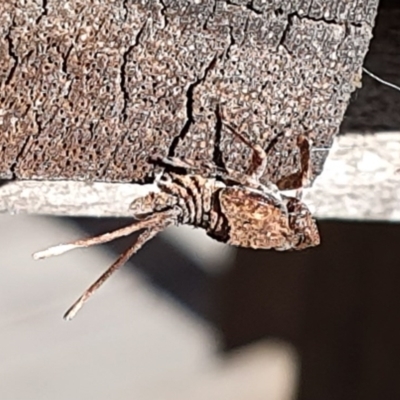 Platybrachys sp. (genus) (A gum hopper) at Wallaga Lake, NSW - 8 Jun 2020 by JoyGeorgeson