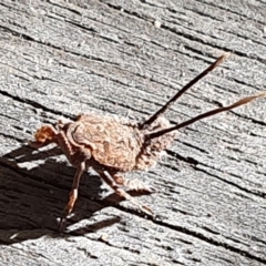 Platybrachys sp. (genus) at Wallaga Lake, NSW - 8 Jun 2020 11:25 AM
