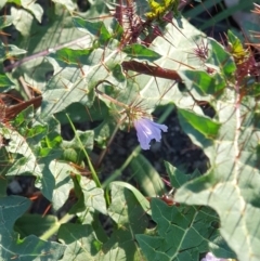 Solanum pungetium (Eastern Nightshade) at Cobargo, NSW - 8 Jun 2020 by JoyGeorgeson