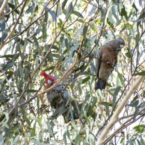 Callocephalon fimbriatum at Penrose, NSW - 8 Jun 2020