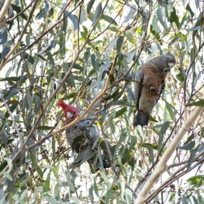 Callocephalon fimbriatum (Gang-gang Cockatoo) at Penrose, NSW - 8 Jun 2020 by Aussiegall