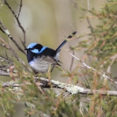 Malurus cyaneus (Superb Fairywren) at Acton, ACT - 13 May 2020 by Alison Milton