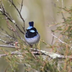 Malurus cyaneus at Acton, ACT - 13 May 2020