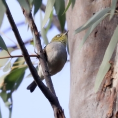 Zosterops lateralis (Silvereye) at Acton, ACT - 13 May 2020 by Alison Milton