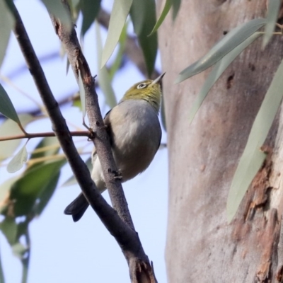 Zosterops lateralis (Silvereye) at Acton, ACT - 13 May 2020 by AlisonMilton