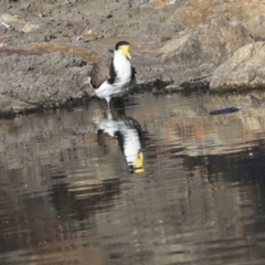 Vanellus miles (Masked Lapwing) at Sullivans Creek, Acton - 13 May 2020 by Alison Milton