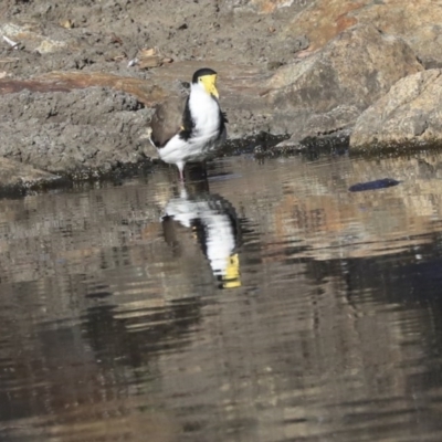 Vanellus miles (Masked Lapwing) at Sullivans Creek, Acton - 13 May 2020 by Alison Milton