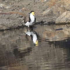 Vanellus miles (Masked Lapwing) at Australian National University - 13 May 2020 by Alison Milton