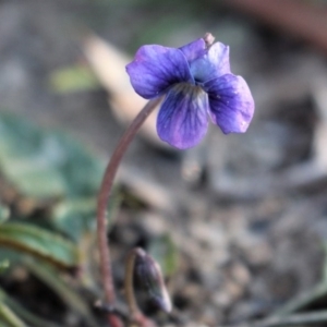 Viola betonicifolia at Cotter River, ACT - 8 Jun 2020