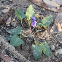 Viola betonicifolia at Cotter River, ACT - 8 Jun 2020