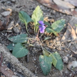 Viola betonicifolia at Cotter River, ACT - 8 Jun 2020