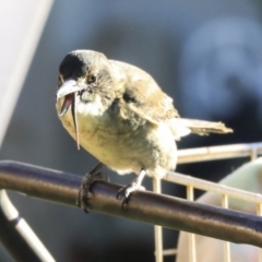 Cracticus torquatus (Grey Butcherbird) at Higgins, ACT - 17 Apr 2020 by Alison Milton