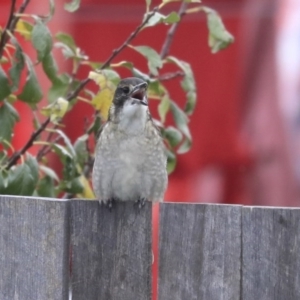 Cracticus torquatus at Higgins, ACT - 17 Apr 2020