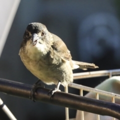 Cracticus torquatus at Higgins, ACT - 17 Apr 2020