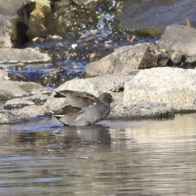Gallinula tenebrosa (Dusky Moorhen) at Sullivans Creek, Acton - 13 May 2020 by AlisonMilton