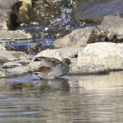 Gallinula tenebrosa (Dusky Moorhen) at Acton, ACT - 13 May 2020 by AlisonMilton