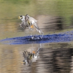 Manorina melanocephala (Noisy Miner) at Sullivans Creek, Acton - 13 May 2020 by AlisonMilton