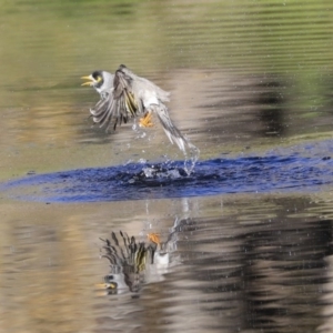 Manorina melanocephala at Acton, ACT - 13 May 2020