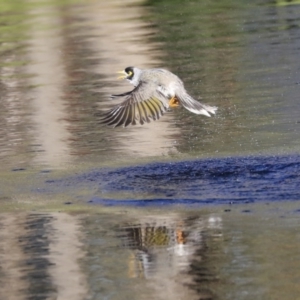 Manorina melanocephala at Acton, ACT - 13 May 2020