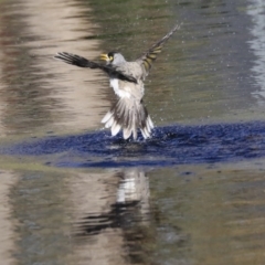 Manorina melanocephala at Acton, ACT - 13 May 2020