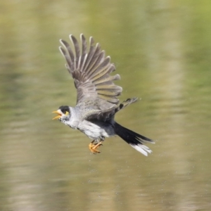 Manorina melanocephala at Acton, ACT - 13 May 2020