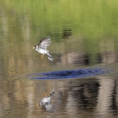 Manorina melanocephala at Acton, ACT - 13 May 2020