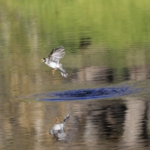 Manorina melanocephala at Acton, ACT - 13 May 2020