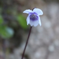 Viola hederacea (Ivy-leaved Violet) at Cotter River, ACT - 8 Jun 2020 by Sarah2019