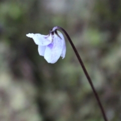 Viola hederacea at Cotter River, ACT - 8 Jun 2020