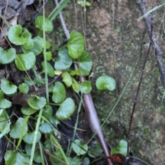 Viola hederacea at Cotter River, ACT - 8 Jun 2020