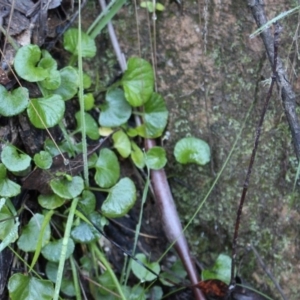 Viola hederacea at Cotter River, ACT - 8 Jun 2020 04:26 PM