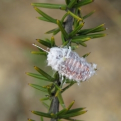 Monophlebulus sp. (genus) (Giant Snowball Mealybug) at Bullen Range - 9 Jun 2020 by SandraH