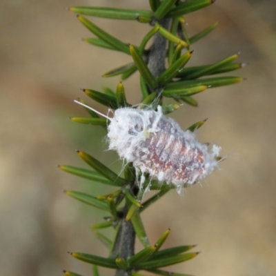 Monophlebulus sp. (genus) (Giant Snowball Mealybug) at Stromlo, ACT - 9 Jun 2020 by SandraH