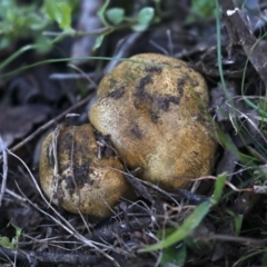 Scleroderma sp. (Scleroderma) at Majura, ACT - 8 Jun 2020 by jb2602