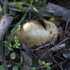 Scleroderma sp. (Scleroderma) at Majura, ACT - 8 Jun 2020 by jb2602