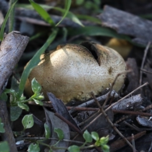 Scleroderma sp. at Majura, ACT - 8 Jun 2020