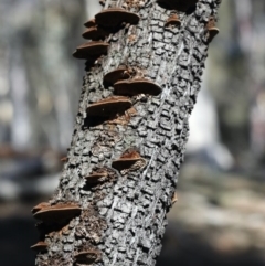 Phaeotrametes decipiens (A Polypore) at Majura, ACT - 8 Jun 2020 by jb2602