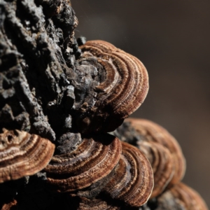 Phaeotrametes decipiens at Majura, ACT - 8 Jun 2020 11:24 AM