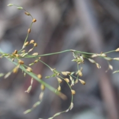 Juncus remotiflorus (Diffuse Rush) at Hackett, ACT - 3 Jun 2020 by Sarah2019